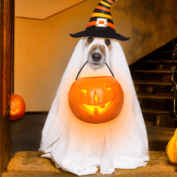 5 Easy DIY Pet Costumes To Try This Halloween