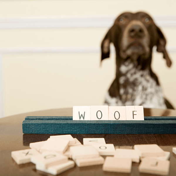 Too Cold Out? Try these Fun Indoor Games to Play with Your Dog