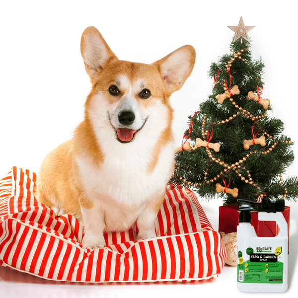 6 Best Stocking Stuffers For Your Pet