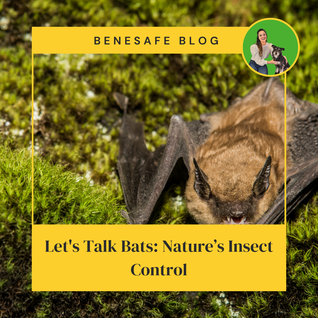Let's Talk Bats: Nature’s Insect Control – Benesafe Solutions