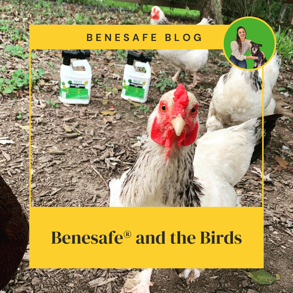 Benesafe®  and the Birds
