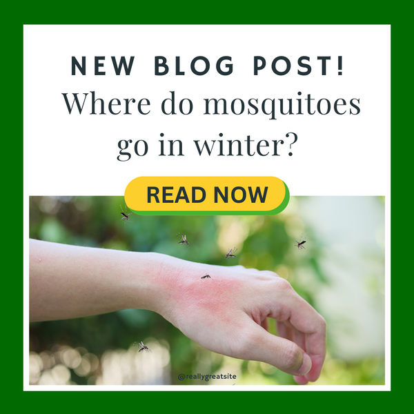 Where Do Mosquitoes go in Winter?