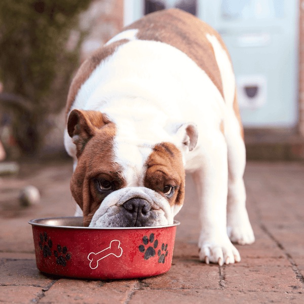 Why adding moisture to your pets' food is necessary.