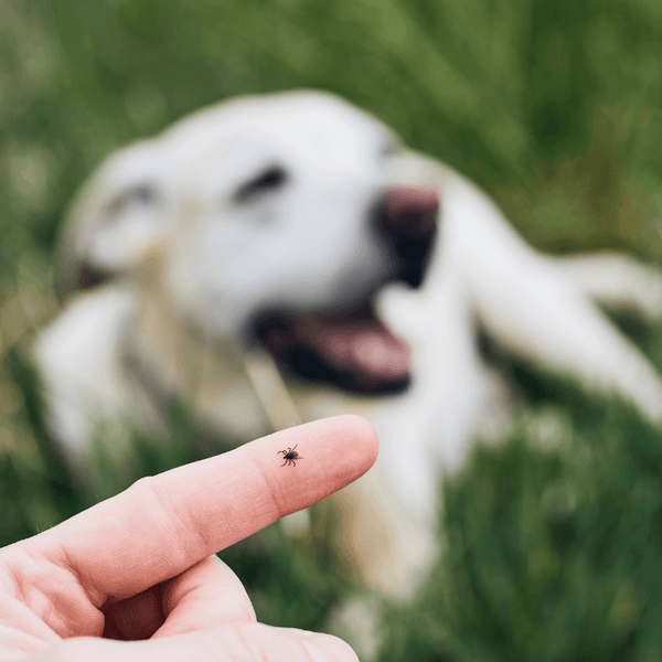 How do I keep my dog safe from ticks? 