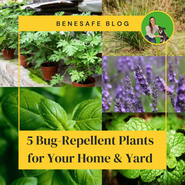 5 Bug-Repellent Plants for Your Home & Yard